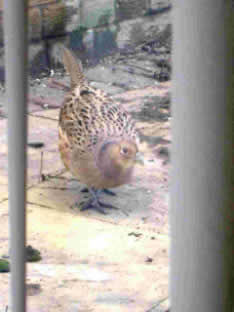 shy pheasant